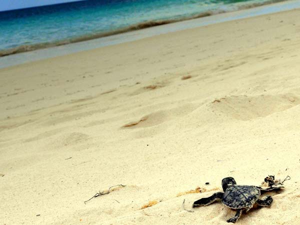 12 Beach Driving Destinations: The Sound Of Serene - DriveSpark