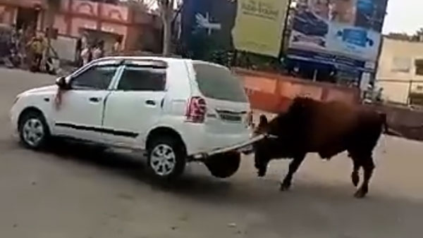 Angry Bull Attacks Maruti Suzuki Alto: Bull Lifts the Car And Throws It Around