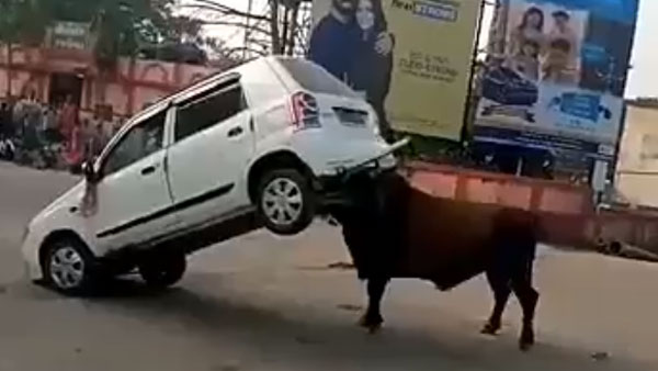 Angry Bull Attacks Maruti Suzuki Alto: Bull Lifts the Car And Throws It Around