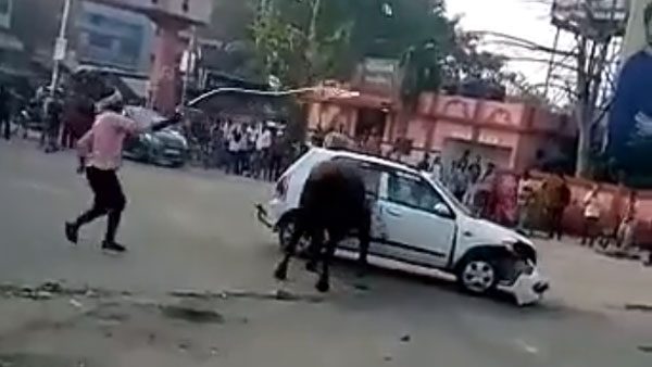 Angry Bull Attacks Maruti Suzuki Alto: Bull Lifts the Car And Throws It Around