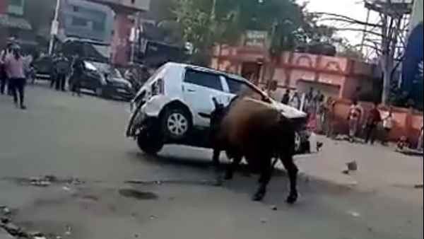 Angry Bull Attacks Maruti Suzuki Alto: Bull Lifts the Car And Throws It Around