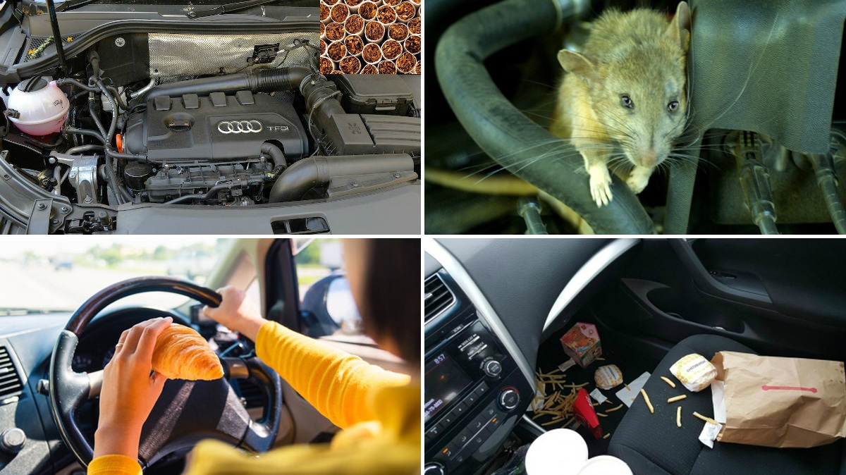 How To Keep Rats Away From Cars During Monsoon Essential Tips